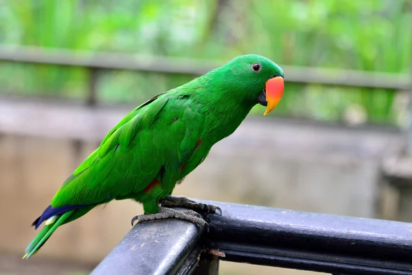 Eclectus Parrot — Stock Photo, Image