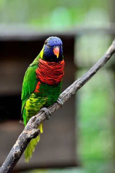 Rainbow Lorikeet — Stock Photo, Image