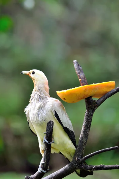 Pied Imperial Pigeon — Stock Photo, Image