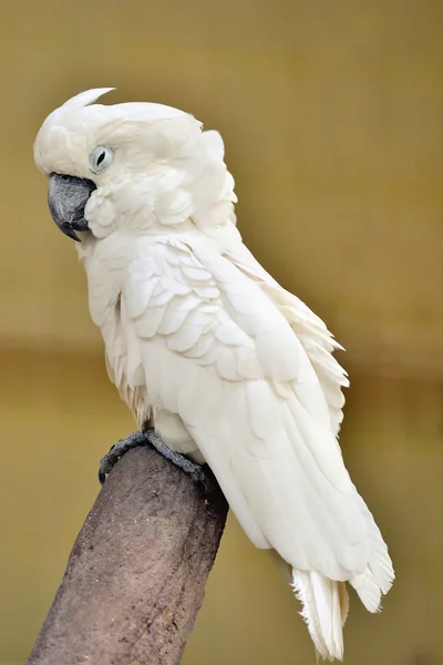 White Umbrella Cockatoo — Stock Photo, Image