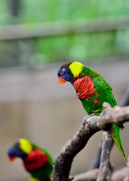 Rainbow Lorikeets — Stock Photo, Image