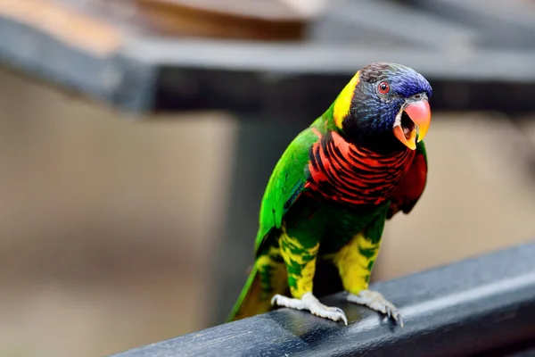 Rainbow Lorikeet — Stock Photo, Image