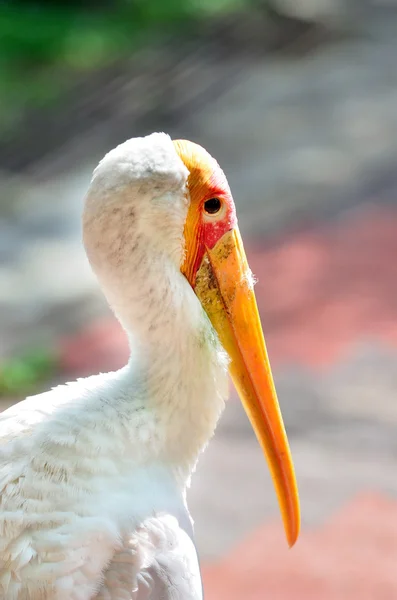 Amazonský čápů — Stock fotografie