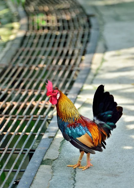 Red Jungle Fowl — Stock Photo, Image