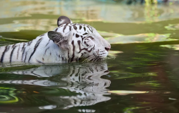 Weißer bengalischer Tiger — Stockfoto