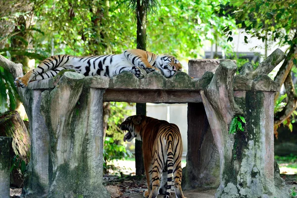 Egy pár tigrisek — Stock Fotó