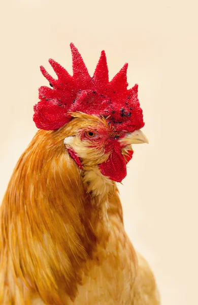 Close-up on the hen headshort — Stock Photo, Image