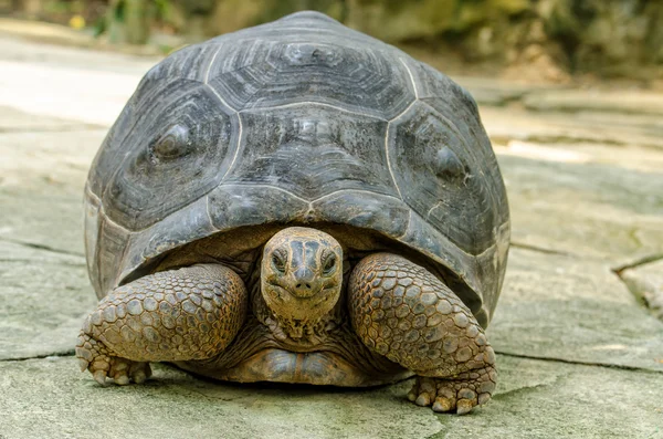 Aldabra черепаха — стокове фото