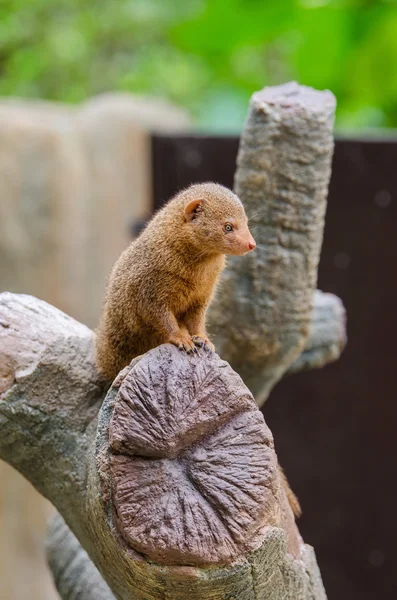 Ortak Dwaft Firavun faresi — Stok fotoğraf