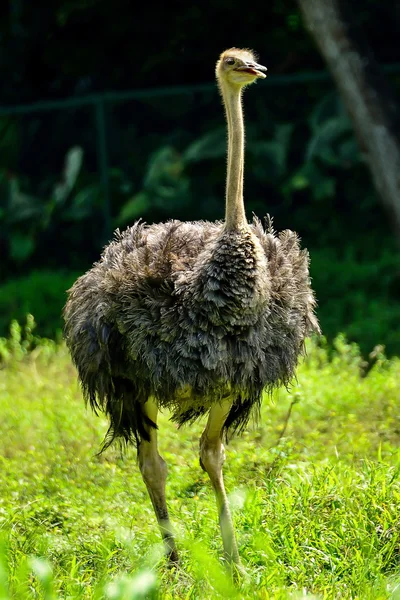 Ostrich — Stock Photo, Image