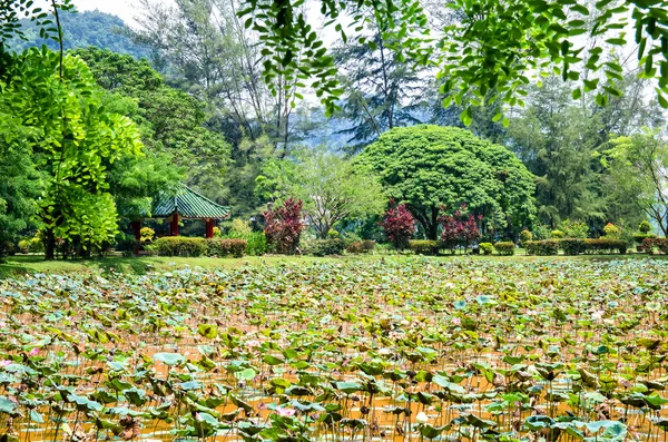 Lotus estanque que se encuentra en el jardín en el Kek Lok Tong, Ipoh Malasia . — Foto de Stock