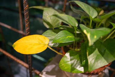 Parlak sarı bir yaprağın yakın plan görüntüsü bir saksı bitkisinin yemyeşil yapraklarıyla zıtlaşır.