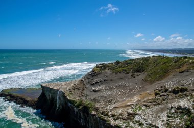 Muriwai Gannet koloni