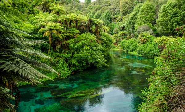 Blue Spring qui est situé à Te Waihou Walkway, Hamilton Nouvelle-Zélande . — Photo