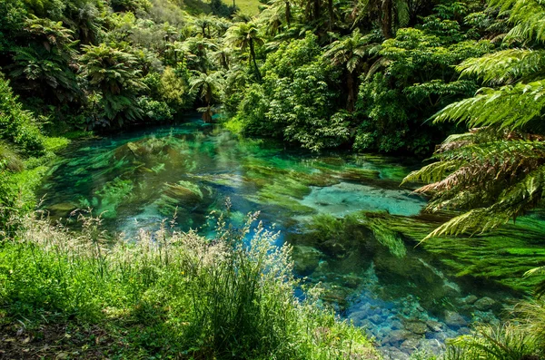 Blå våren som ligger på Te Waihou gångväg, Hamilton Nya Zeeland. — Stockfoto
