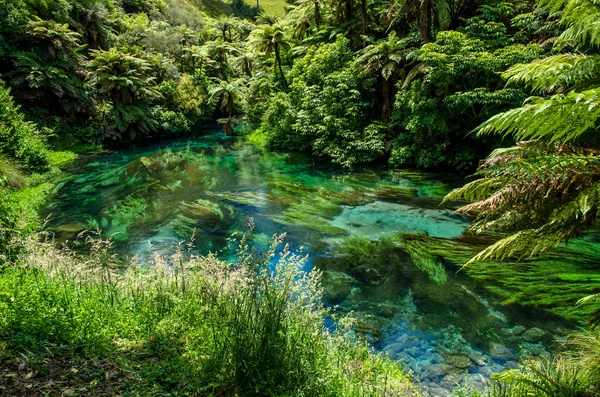 Blue Spring che si trova a Te Waihou Walkway, Hamilton Nuova Zelanda . — Foto Stock