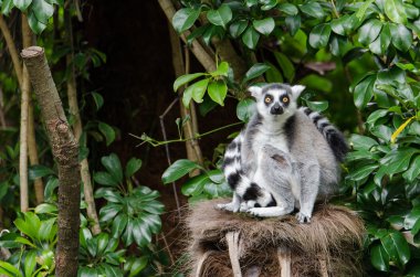 Halka Kuyruklu Lemur