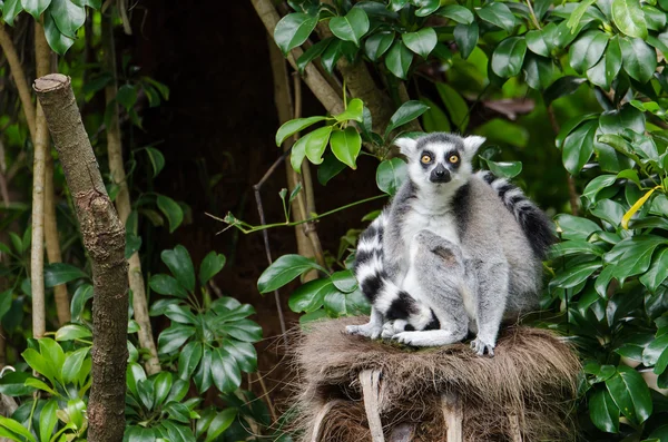 Lemur de cola de anillo —  Fotos de Stock