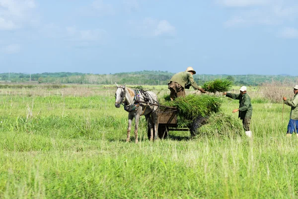 Cosecha de caña de azúcar en Villa Clara Cuba con agricultor —  Fotos de Stock