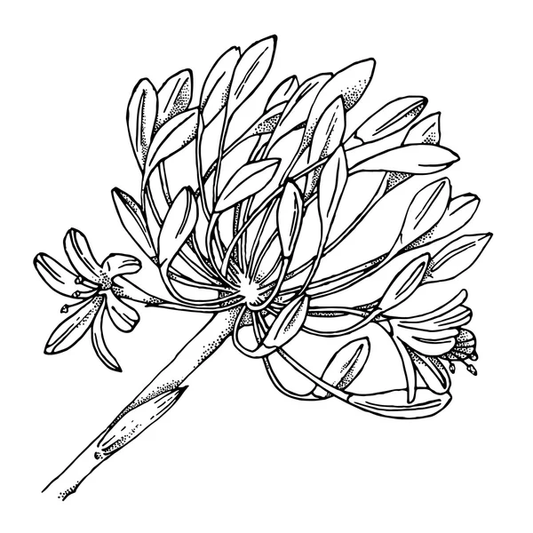 にんにくの芽の花 — ストックベクタ
