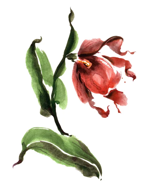 Ακουαρέλα ζωγραφισμένα λουλούδι — Φωτογραφία Αρχείου