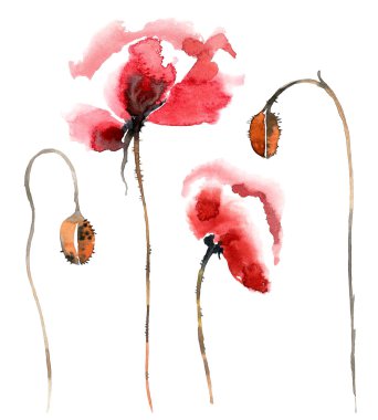 Poppy. Çiçek deseni.