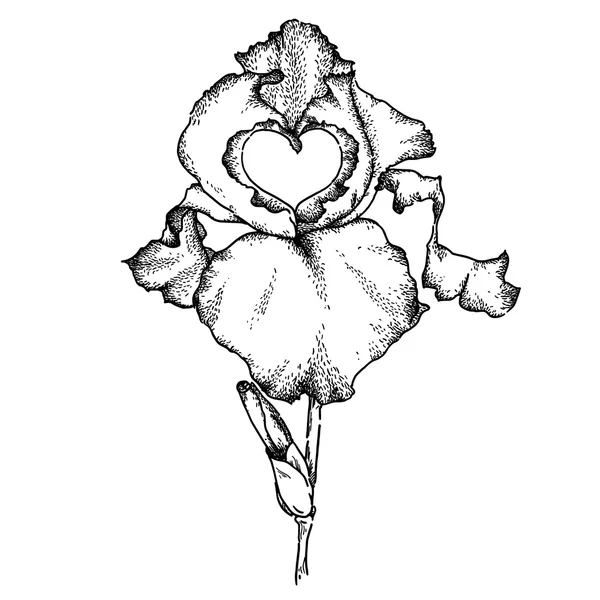 Iris och hjärta — Stock vektor