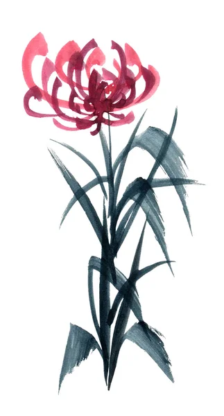 赤い菊 — ストック写真