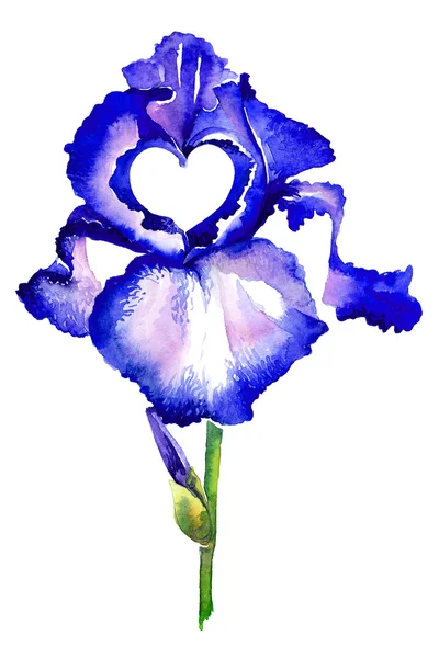 Kalpli Iris
