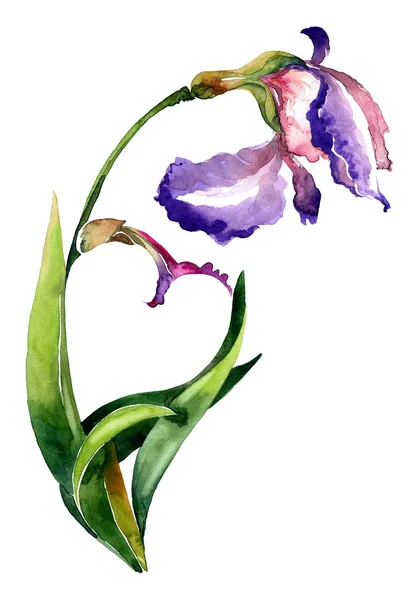 Kalpli Iris