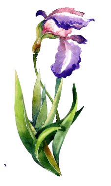 Iris ile güzel kart