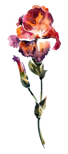 Akvarell målade iris blomma — Stockfoto