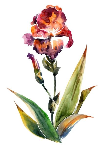 Aquarela pintada flor de íris — Fotografia de Stock
