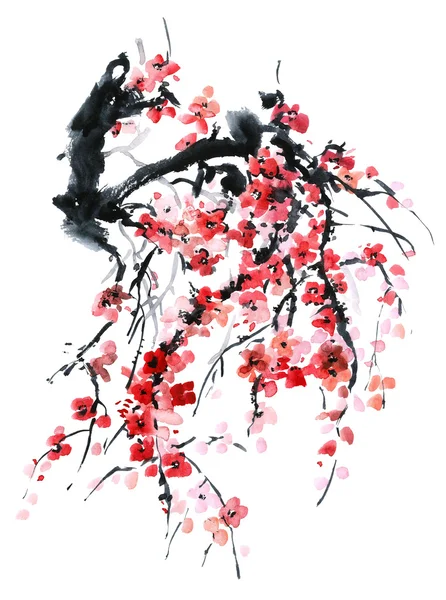 Sakura. Bloemen illustratie.. — Stockfoto