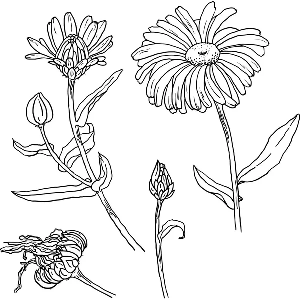 Primula ηράνθεμο λουλούδια, μπουμπούκια, φύλλα — Διανυσματικό Αρχείο