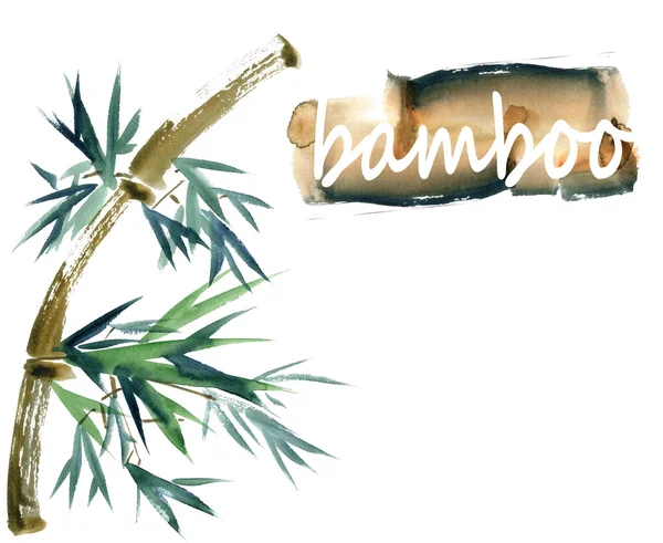 Bambu akvarell illustration — Stockfoto