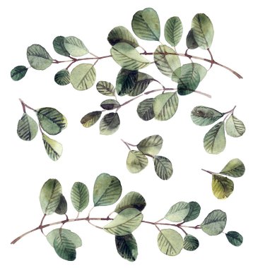 Beyaz arkaplandaki yaprakların suluboya çizimi. Dal kümesi.