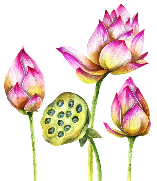 蓮の花の水彩画のイラスト 手描きイラスト — ストック写真