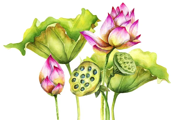 Watercolor painted illustration of lotus - flower and leaves. Artistic hand drawn illustration.