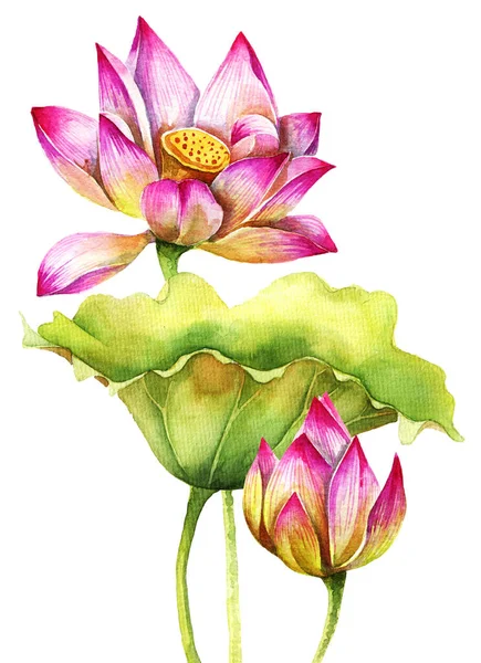 Aquarell Gemalte Illustration Von Lotus Blume Und Blätter Künstlerische Handgezeichnete — Stockfoto