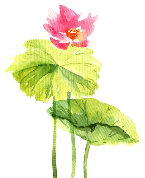 Υδατογραφία Ζωγραφισμένη Απεικόνιση Του Άνθους Νούφαρου Λωτού Ροζ Λουλούδια Και — Φωτογραφία Αρχείου