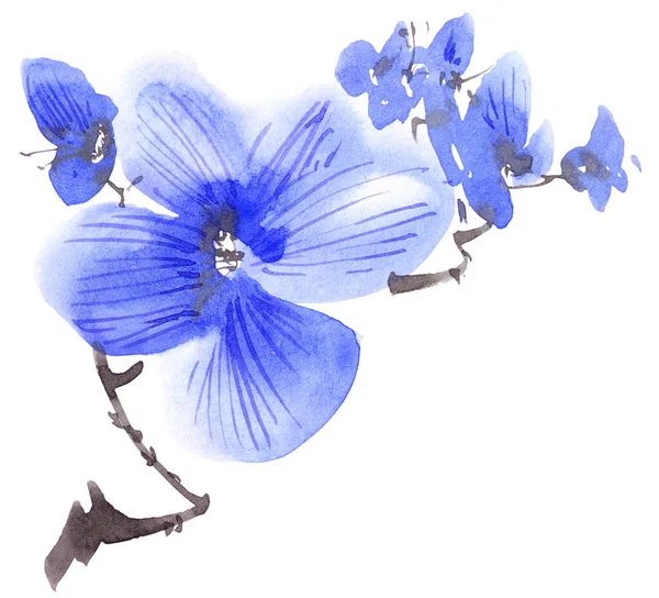 Mavi Çiçekli Çiçek Dalının Suluboya Mürekkep Çizimi Geleneksel Oryantal Resim — Stok fotoğraf
