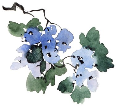 Ağaç dalının suluboya ve mürekkep çizimi - mavi çiçekler, tomurcuklar ve yapraklar. Geleneksel oryantal resim tarzı sumi-e, u-sin ve gohua..