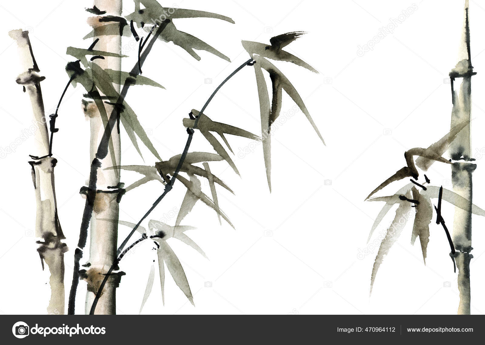 Ilustración Acuarela Bambú Con Hojas Sobre Fondo Blanco Pintura Tradicional  Ilustración de stock #470964112 de ©OlaTarakanova, image size:1600x1140