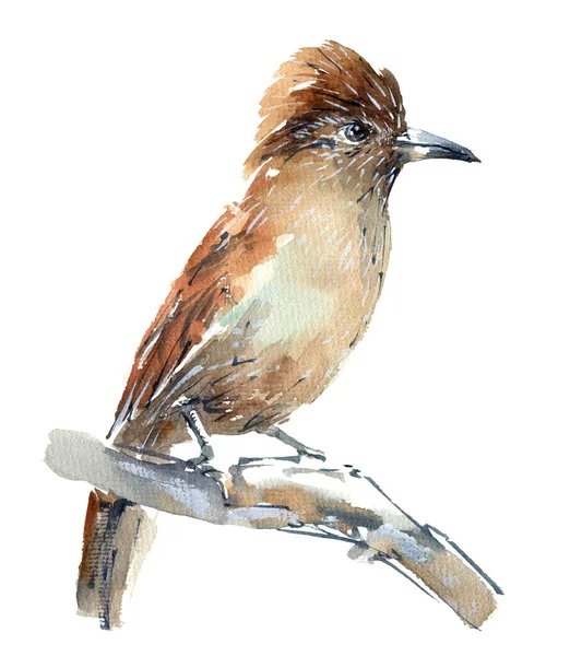 Aquarell Illustration Eines Exotischen Vogels Auf Einem Baumstamm Vereinzelte Tierskizze — Stockfoto