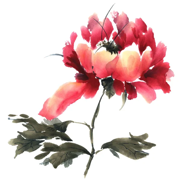 Peonia. Illustrazione dei fiori.. — Foto Stock
