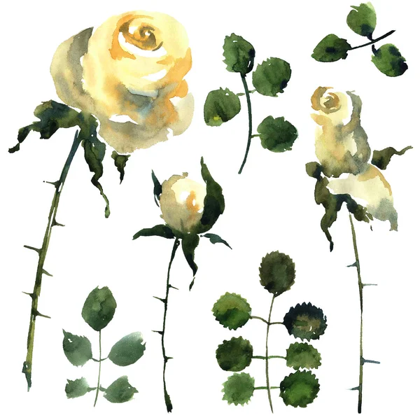 Conjunto de rosas. Ilustração de flores.. — Fotografia de Stock