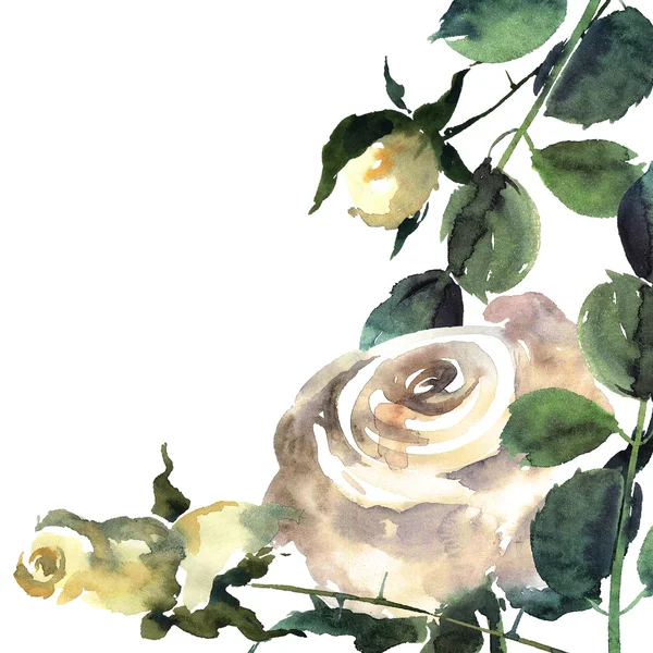 Biały piękny róża — Zdjęcie stockowe