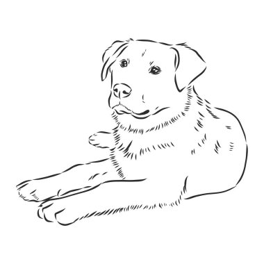 Zavallı uyuz köpek üzgün ve yalnız görünüyor..