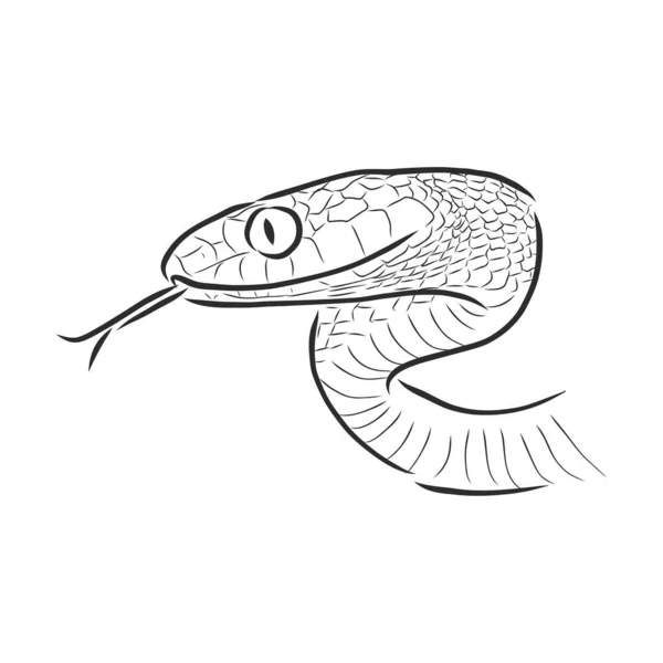 Esboço Cobra Ilustração Esboço Vetor Serpente Animal Selvagem — Vetor de Stock